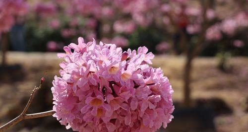 红花风铃木的花语与寓意（红花风铃木）