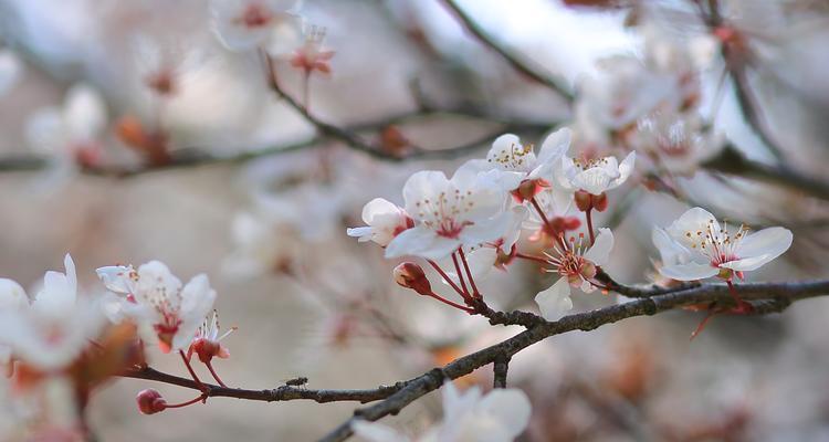 红叶樱花的花语之美（探寻红叶樱花的意义与象征）