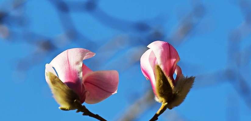 红玉兰花语（红玉兰的花语和象征意义）