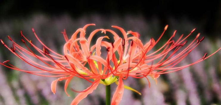 花环菊的花语与寓意（探索花环菊的心灵奇趣）