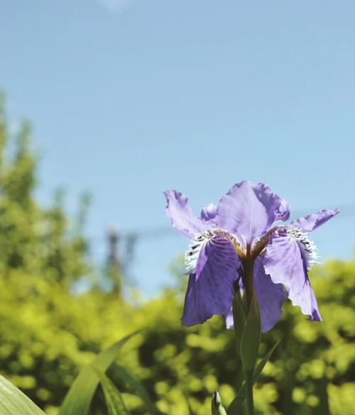 花环菊的花语与寓意（探索花环菊的心灵奇趣）