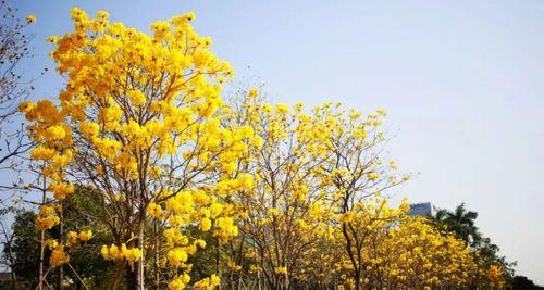 黄花风铃木的花语及寓意（探索黄花风铃木的花语）