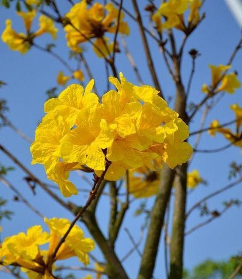 黄花风铃木的花语及寓意（探索黄花风铃木的花语）