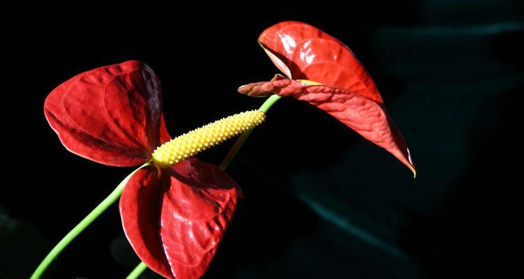 火鹤花（探索火鹤花的花语与意义）