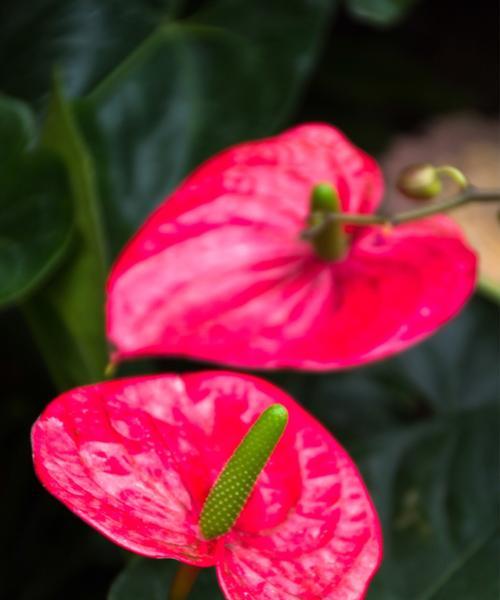 火鹤花（探索火鹤花的花语与意义）