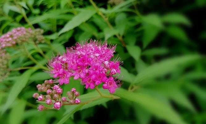 金山绣线菊的花语——寓意吉祥、幸福与美丽的象征（金山绣线菊的花语及传说故事）