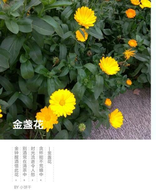 金盏菊的花语与传说（揭秘金盏菊的花语之谜及其源远流长的传说）