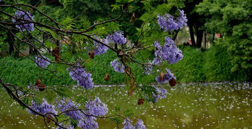 蓝楹花（探索蓝楹花的花语和神奇力量）