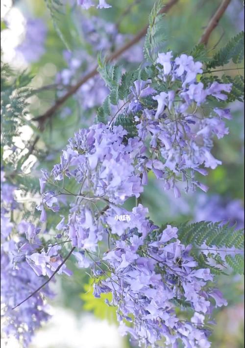 蓝楹花（探索蓝楹花的花语和神奇力量）