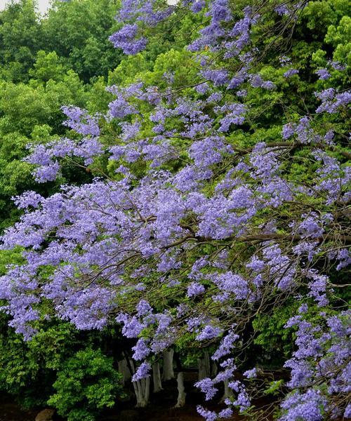 蓝楹花（探索蓝楹花的花语和神奇力量）