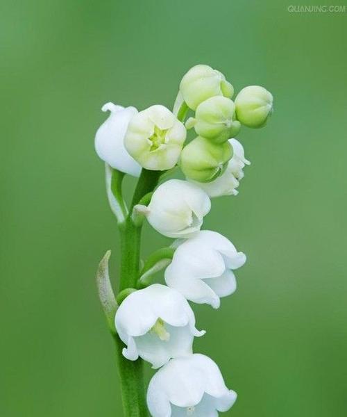 李叶绣线菊的花语寓意（花开如锦）