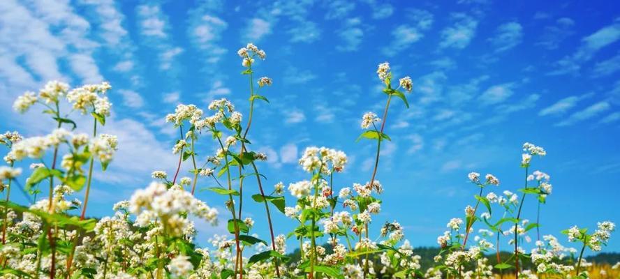 李叶绣线菊的花语寓意（花开如锦）