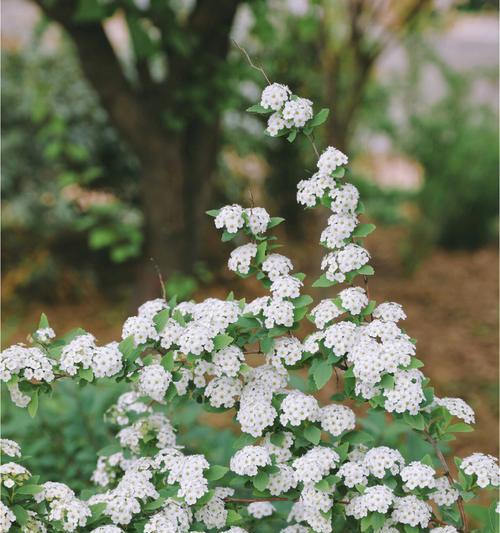 菱叶绣线菊的花语与意义（揭示菱叶绣线菊的神秘之美）