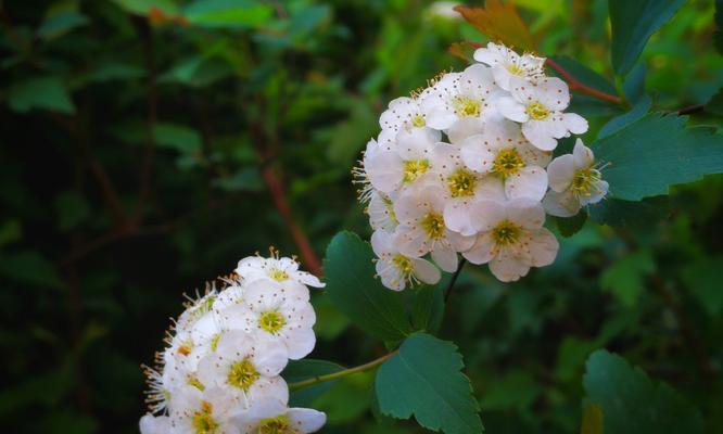 菱叶绣线菊的花语与意义（揭示菱叶绣线菊的神秘之美）