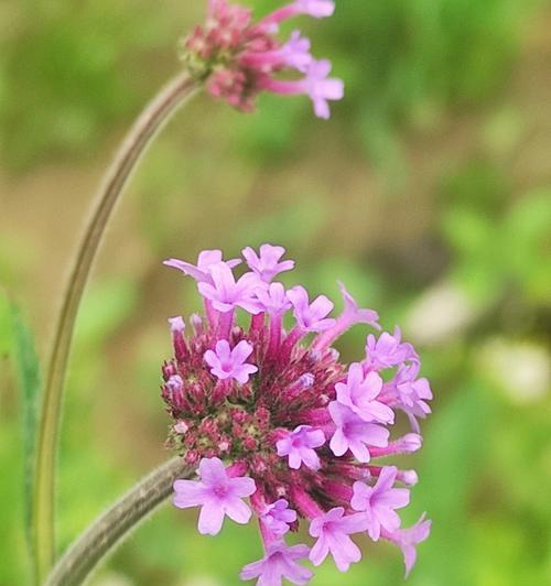 柳叶马鞭草（探索柳叶马鞭草的花语与意义）