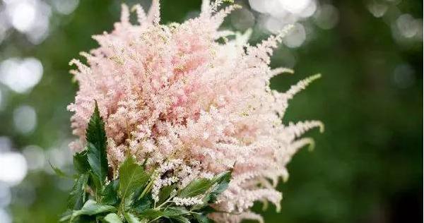 新妇花语与寓意（用花传递祝福与情感）