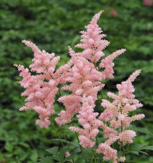 新妇花语与寓意（用花传递祝福与情感）