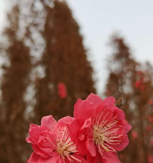 落羽杉，生命坚韧之象征（探寻落羽杉的寓意与生命哲学）