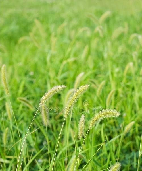 猫尾草花语与寓意（揭示猫尾草的神秘魅力）