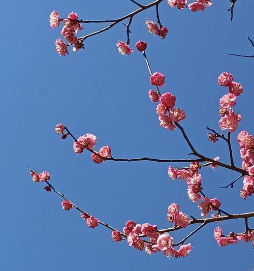 梅花的花语（梅花的花语揭示着人们坚毅不屈的精神和追求美好的希望）