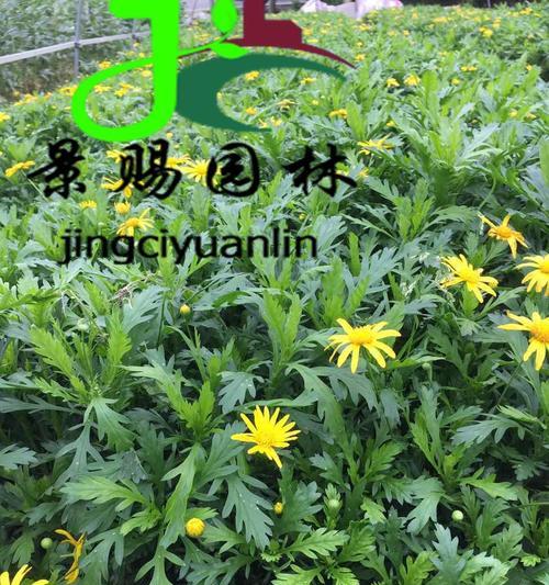 以木春菊的寓意与启示（探索自然中的智慧与美丽）