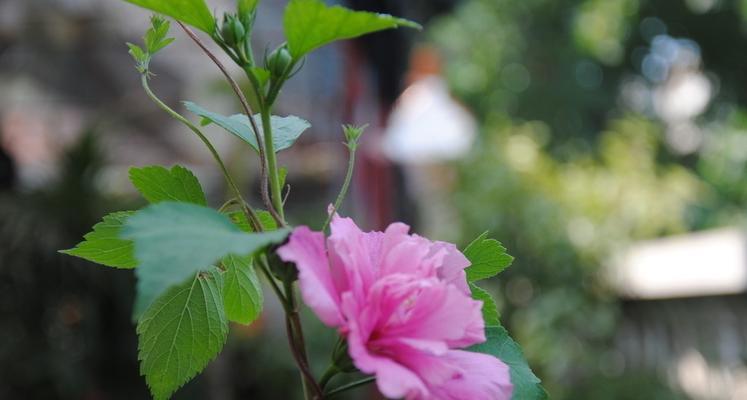 木槿花语解读——寓意美丽与坚韧的木槿花（木槿花的花语解析及意义）