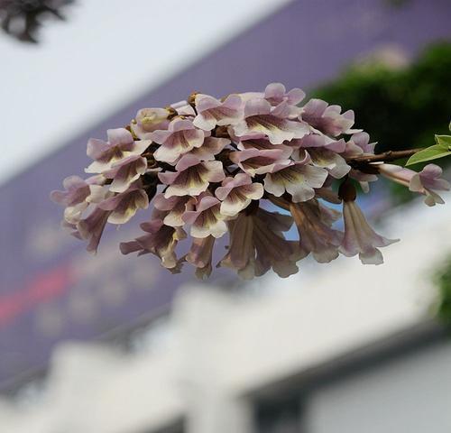 泡桐花的花语——美丽与希望（梦幻之花的寓意与传承）