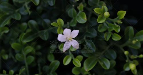 七里香的花语（传递爱与美的七里香花语）