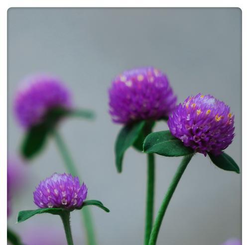 千日红花语及其寓意——追寻爱情的永恒之花（千日红的花语和象征意义解析）