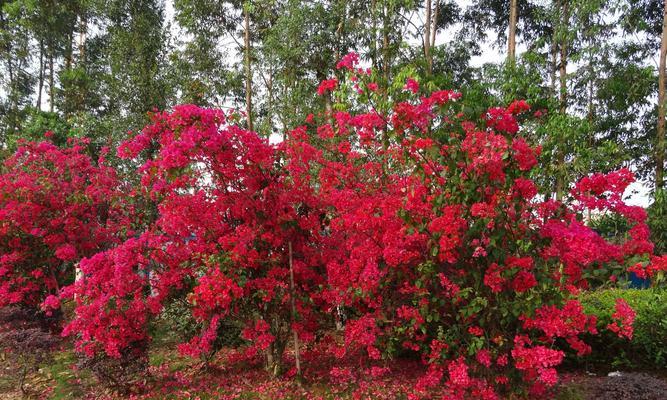 全冠树（探索植物界中的生物）