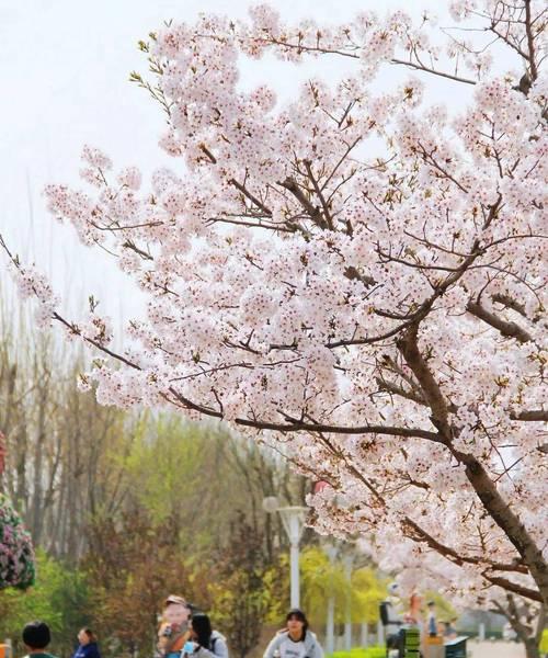 赏樱，领略日本樱花的花语和寓意（春天的精灵）