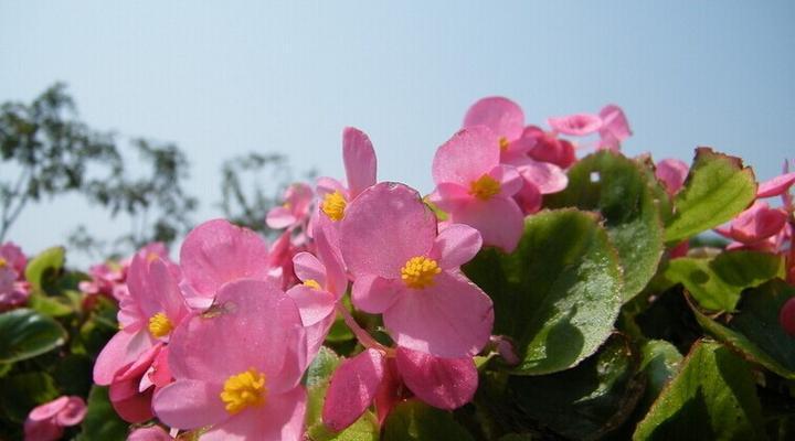 四季海棠花的花语和寓意（探寻四季海棠花的含义与象征）