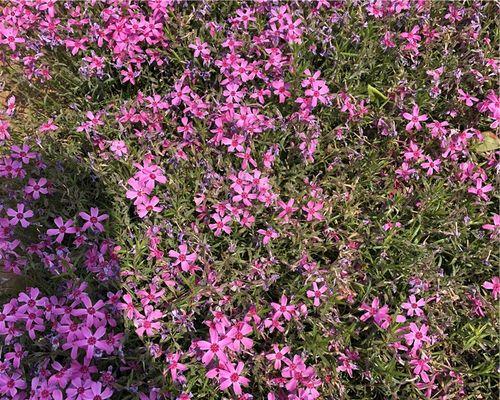 宿根福禄考花语——寓意美好的花卉语言（用花语传递福禄考的祝福与意义）