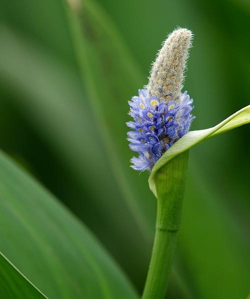 梭鱼草花语之美——探索自由、独立与勇气（探寻梭鱼草花语的深刻内涵与象征意义）