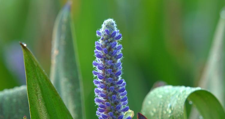 梭鱼草花语之美——探索自由、独立与勇气（探寻梭鱼草花语的深刻内涵与象征意义）