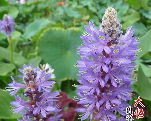 梭鱼草花语之美——探索自由、独立与勇气（探寻梭鱼草花语的深刻内涵与象征意义）