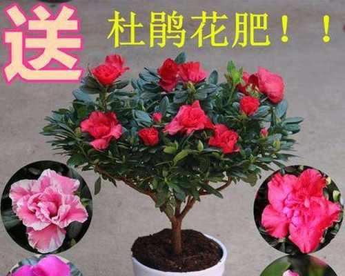 适合室内养殖的花卉有哪些（室内种花好养的品种排名）