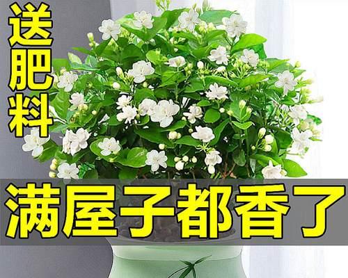 适合室内养殖的花卉有哪些（室内种花好养的品种排名）