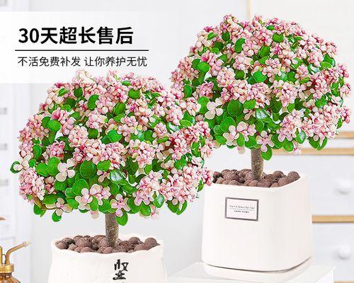 金枝玉叶植物怎么养护（金枝玉叶的养护知识）