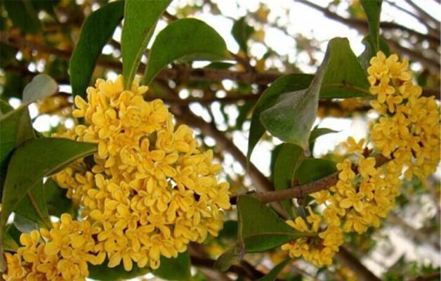 怎样种好桂花树（详解桂花树的种植方法）