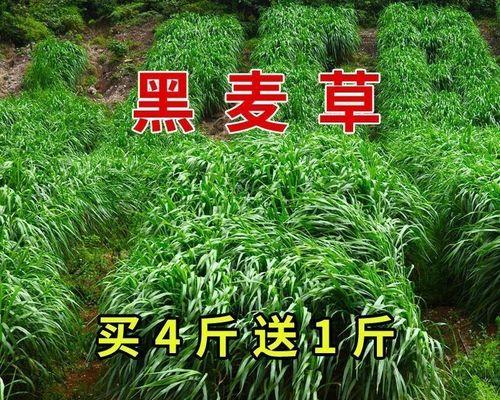 一年生黑麦草什么时候种（黑麦草种植方法和时间）