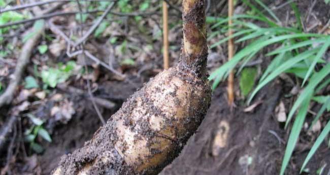 天麻怎样种植技术（天麻的最新栽培方法讲解）