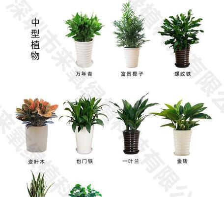 办公室植物哪种好（办公室大型绿植推荐）