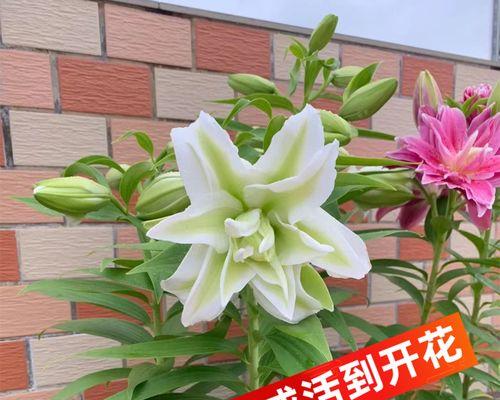 盆栽百合花怎么养殖（百合花盆栽的养殖方法讲解）