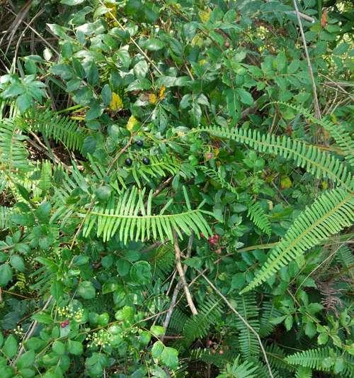 茯苓如何种植高产（茯苓种植条件及要求）