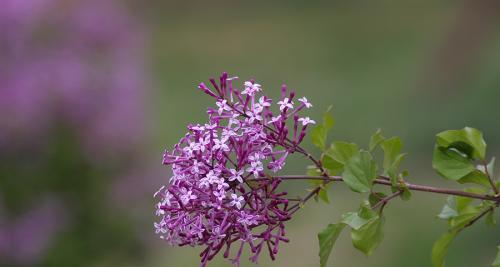 丁香花怎么养才好（丁香花的养殖方法和注意事项）