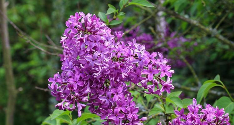 丁香花的特点和样子（丁香花的特征描写）