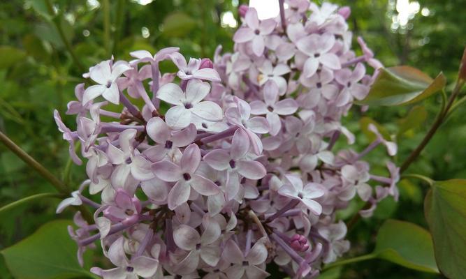 丁香花的特点和样子（丁香花的特征描写）