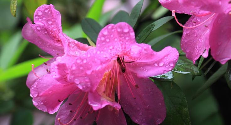 粉色杜鹃花有毒吗（有关粉色杜鹃花的养护方法）