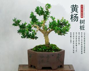 小叶黄杨怎么养殖（黄杨盆景养护知识）